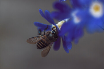 background of a bee recollecting pollen from flowers
