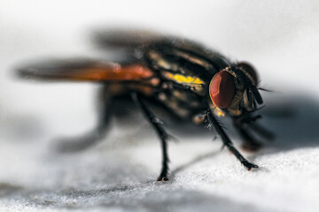 a fly standing in a silk