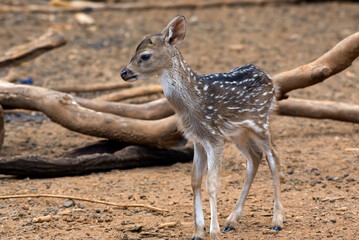 a newborn spotted deer among large logs