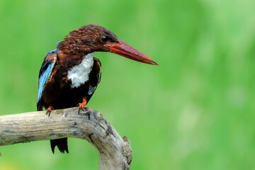 White throated kingfisher perched on a tree branch