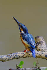 Common kingfisher  Alcedo atthis on a mossy branch