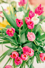 Bright pink and white tulips with lush green leaves in bloom.