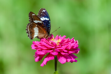 Closeup butterfly on flower (Common tiger butterfly)