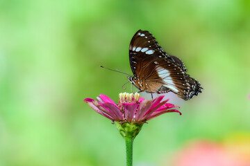 Closeup butterfly on flower (Common tiger butterfly)