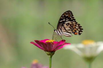 Closeup butterfly on flower (Common tiger butterfly)