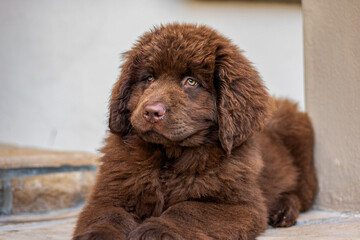 Fototapeta premium brown Newfoundland puppy playing in a garden