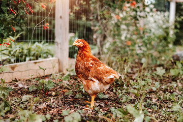 Red Hen in Chicken Run with Hanging Flowers