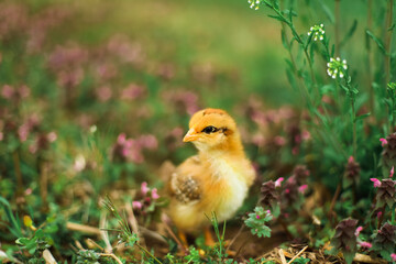 Yellow Baby Chick in Flower Field in Springtime