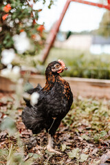 Young Black Cand Brown Feather Chicken