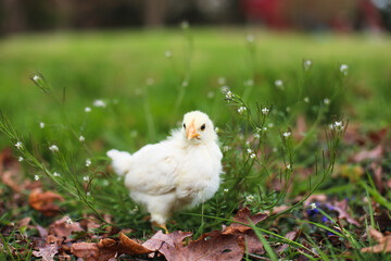 White Chick in Field at Spring