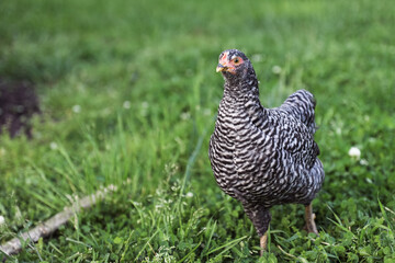 Black and White Young Chicken in Backyard