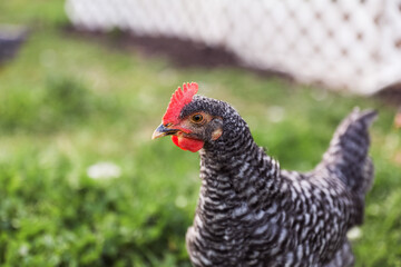 Close Up of Black and White Hen