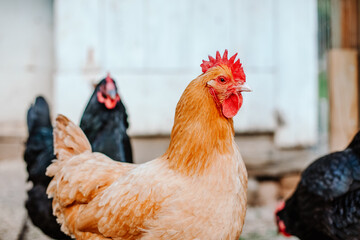 Buff Orpington Chicken with Black Hens in Background