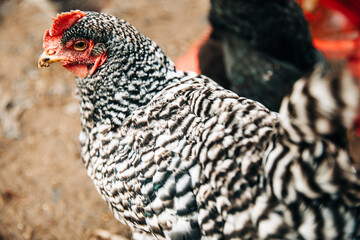 Close Up Barred Rock Hen