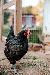 Black Hen Australorp in Chicken Run
