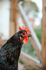 Close up of Black Hen Australorp