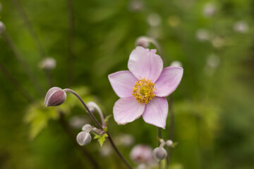 Close up of a beautiful pink flowering Anemone tomentosa in garden