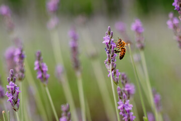 Bee perched on lavender flower