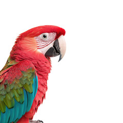 Naklejka premium A vibrant scarlet macaw with stunning red, green, and blue plumage turns its head towards the viewer, showcasing its captivating gaze and intricate details in a high-quality.
