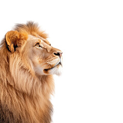 Obraz premium A powerful male lion, his gaze directed upward, showcases his magnificent mane and regal bearing against a clean background. The image evokes strength, leadership.