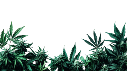 Lush green cannabis plants growing in a field representing the ongoing debate around marijuana legalization and its diverse impacts on