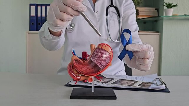 Blue ribbon with human stomach anatomy model. Colorectal cancer and colon diseases, colon, ulcerative colitis, digestive system and health