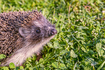 A Western European hedgehog-Erinaceus europaeus-walks on a green lawn. close up