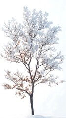 Fototapeta premium tree in winter