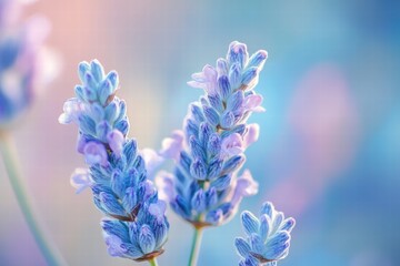 A soft-focus bokeh effect in soft blues and purples, creating a calm, tranquil atmosphere perfect for relaxation