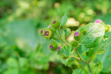burdock bush with lilac flowers ,thorny plant closeup