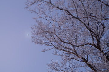 月が輝く夜と美しい霧氷