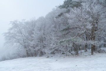 美しい霧氷の森