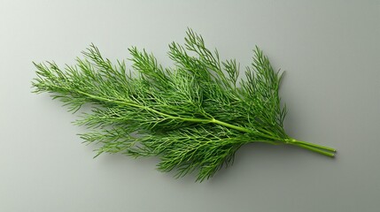 Fototapeta premium Vibrant Sprig of Fresh Dill on Gray Background