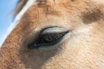 Beautiful thoroughbred horses on a summer pasture.