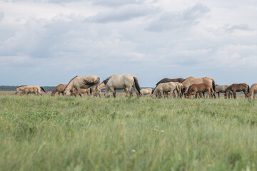 Obraz premium Beautiful thoroughbred horses on a summer pasture.