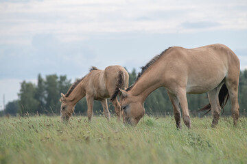 Beautiful thoroughbred horses on a summer pasture.