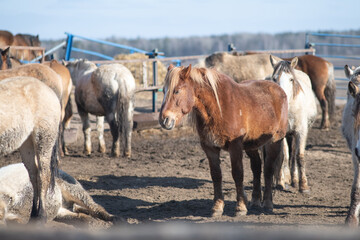 Obraz premium Beautiful thoroughbred horses on a summer pasture.