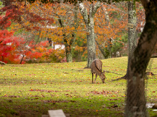 草を食べる奈良公園の鹿