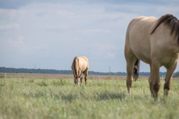 Beautiful thoroughbred horses on a summer pasture.