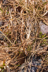 Slow worm in the grass a sunny spring