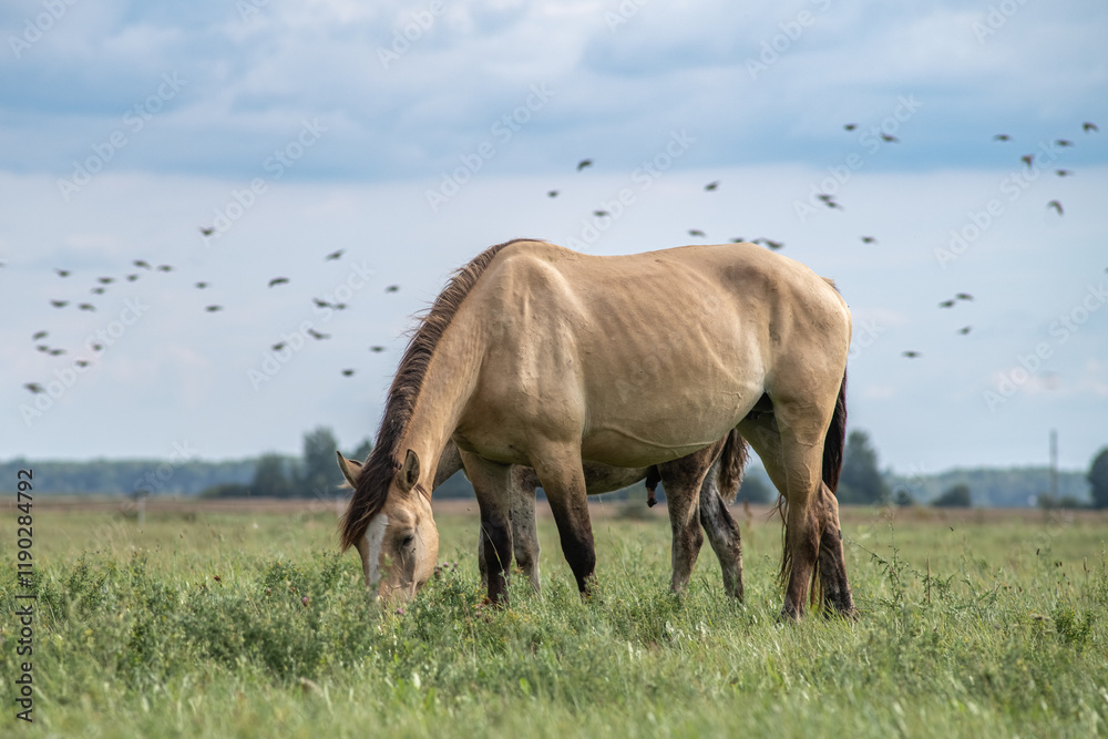 Wall mural Beautiful thoroughbred horses on a summer pasture.