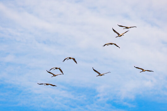 Flying flock of cranes in spring