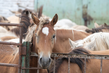 Beautiful thoroughbred horses on a summer pasture.