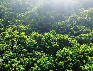 Lush Green Canopy, Sunlight Filtering Through Dense Foliage: Tropical Rainforest Backdrop
