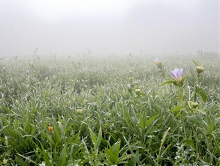 Fototapeta premium Misty Meadow: Dew-Kissed Flowers and Grass in Foggy Field