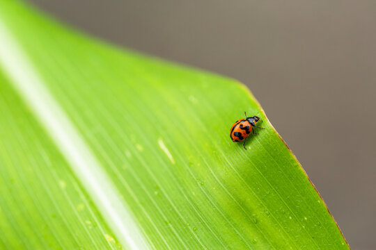 Macro close up of single ladybug insect on leaf of corn plant