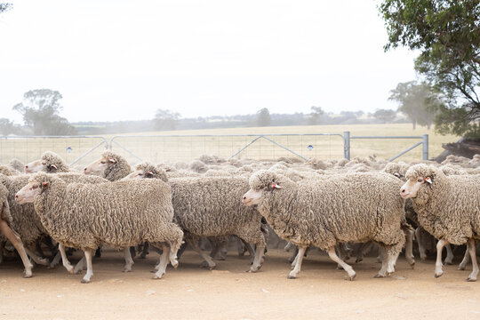 Mob of merino sheep running from right to left