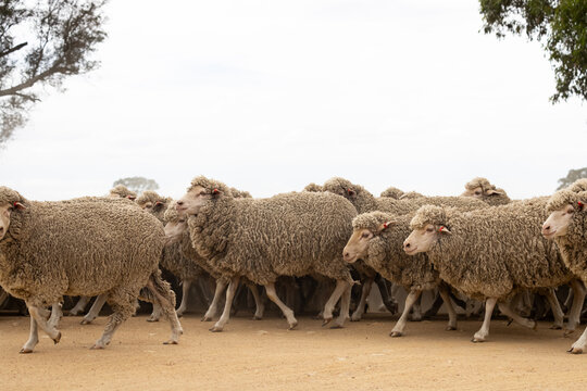 Mob of merino sheep running from right to left