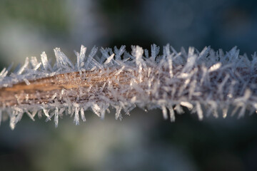 Obraz premium Close-up of ice crystals growing on a dry blade of grass. There is space for text in the background.