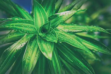 lily bush with dark green leaf closeup background design flora